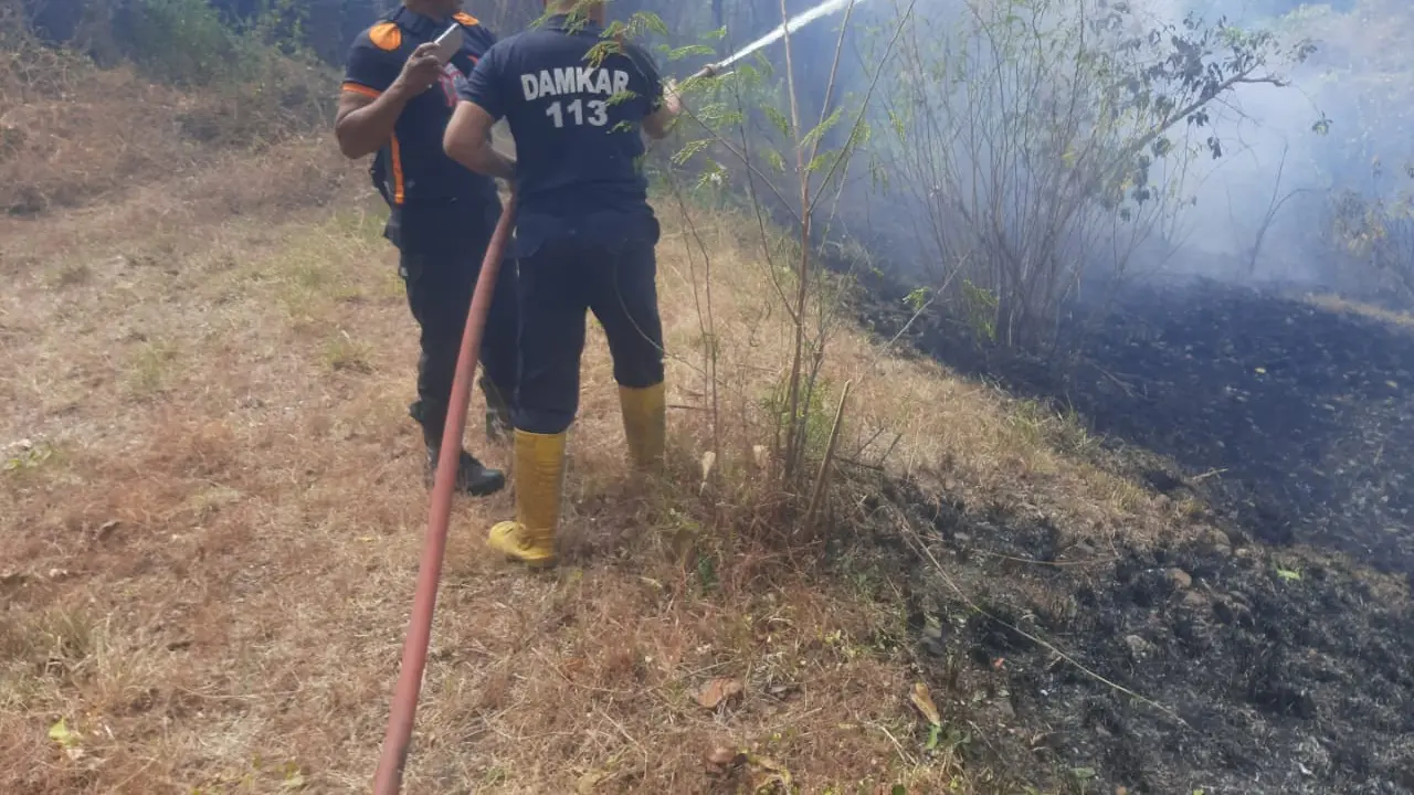 Tim Pemadam Kebakaran Kabupaten Situbondo berjibaku memadamkan 5 hetar lahan yang terbakar di Desa Sumberkolah Situbondo (Istimewa)