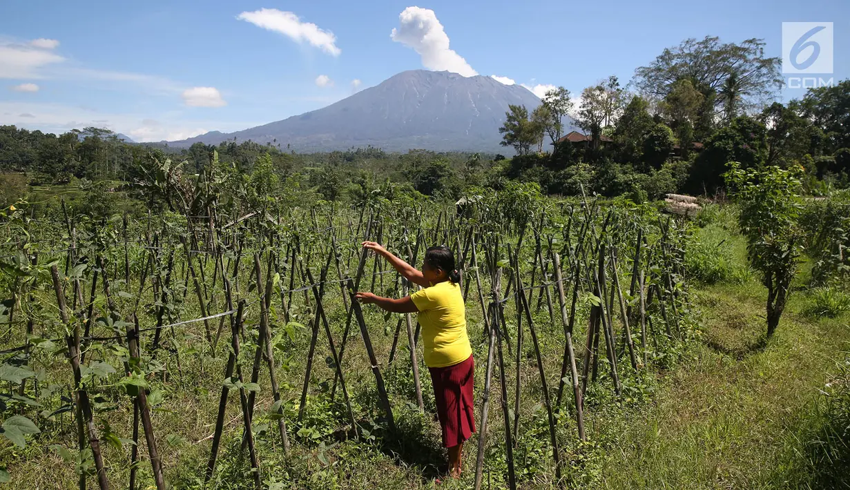 Warga melakukan aktivitas berkebung dengan latar belakang Gunung Agung yang mengembuskan asap bercampur abu vulkanik terlihat dari kawasan Sidemen, Karangasem, Bali, Jumat (8/12). (Liputan6.com/Immanuel Antonius)