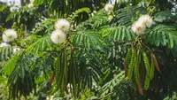Top 3 Hot: Pohon yang Mengundang Burung Walet hingga Ide Kebun Sayur Rumahan
