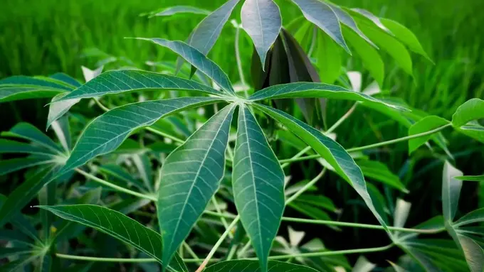 Ilustrasi Daun Singkong (Sumber: Ibrahim Hasan dari Pexels)