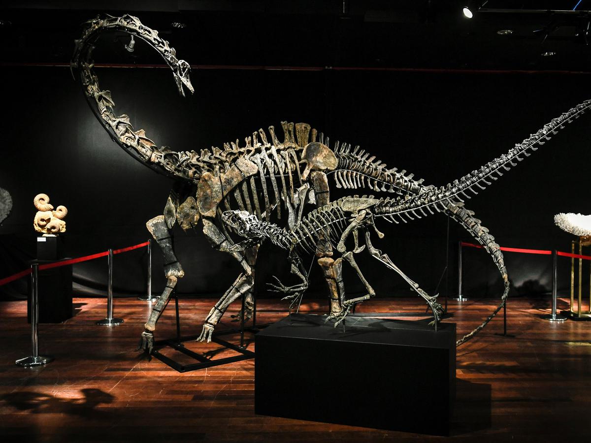 fossil dinosaurus petunjuk evolusi