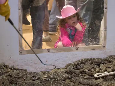 Seorang gadis muda mengintip ke kandang ular derik dalam kompetisi Roundup Rattlesnake Sweetwater di Texas, Amerika Serikat, Sabtu (10/3). Kompetisi tahunan ini dimulai dengan berburu ular derik. (Loren Elliott/AFP)