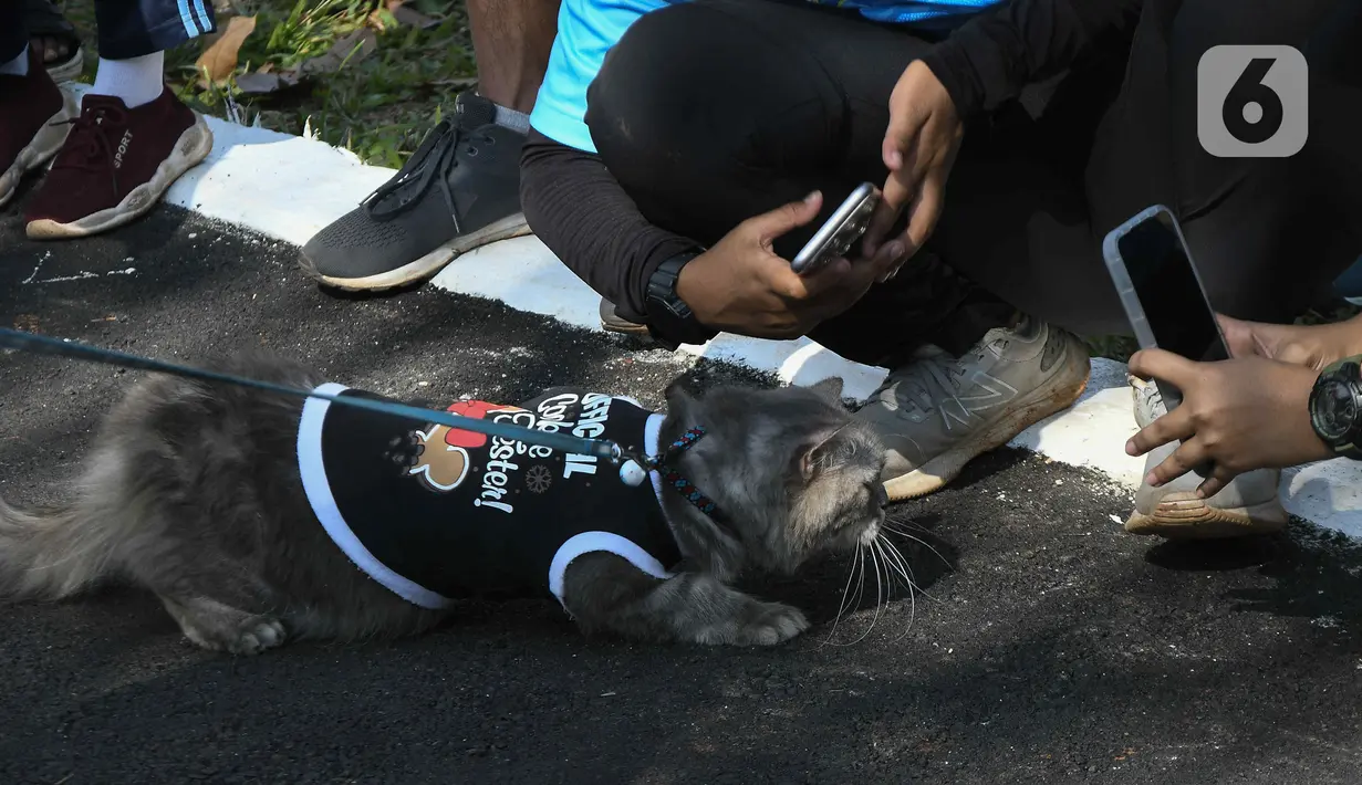 Warga membawa kucing peliharaannya pada acara fashion  show kucing rumahan di Lapangan Kolaborasi Komplek Ikip, Duren Sawit, Jakarta, Minggu (14/8/2022). Acara fashion show yang merupakan rangkaian dari kegiatan HUT Kemerdekaan Republik Indonesia ke 77 dan sebagai wadah berkumpulnya komunitas pecinta kucing di Jakarta Timur. (Liputan6.com/Herman Zakharia)
