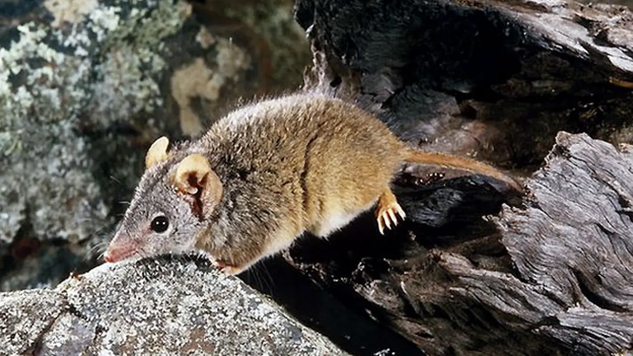 marsupial-jantan-131008d.jpg