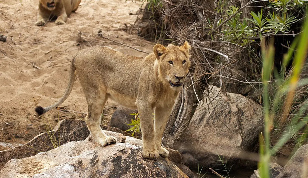 Kawanan singa tersebut akhirnya kalah dan melepaskan kerbau tua itu, di Londolizi Game Reserve, dekat Taman Nasional Kruger, Afrika, Kamis (23/7/2015). (Dailymail) 