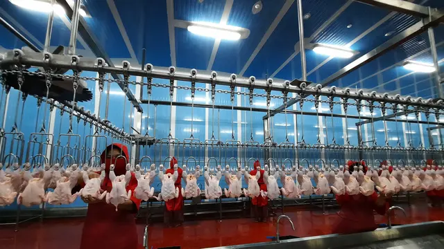 Doa Menyembelih Ayam dalam Bahasa Arab dan Latin, Lengkap dengan Tata Caranya