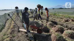 Petani menjemur bawang merah hasil panen di kawasan Leces Probolinggo, Jawa Timur, Minggu (29/8/2021). Harga bawang merah di tingkat petani turun drastis dari Rp 25 ribu per kg kini hanya Rp 15 ribu per kg. (merdeka.com/Arie Basuki)