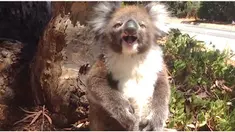 Koala kecil menangis lantaran terjatuh saat berebut memanjat pohon. Kejadian yang terekam ini diunggah dan menjadi viral di dunia maya.