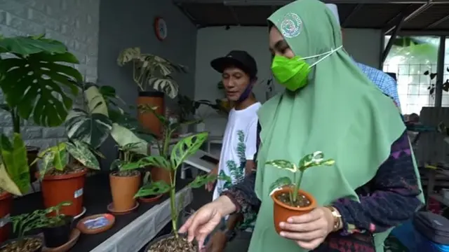 7 Momen Kartika Putri Berburu Janda Bolong, Kaget Harganya Capai Rp 90 Juta