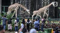 Wisatawan saat mengamati jerapah di Taman Margasatwa Ragunan, Jakarta, Jumat (14/5/2021). Pemprov DKI Jakarta pada libur Lebaran 2021 membuka sejumlah tempat wisata, salah satunya Taman Margasatwa Ragunan. (merdeka.com/Iqbal S. Nugroho)
