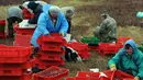 Petani Belarusia mengumpulkan cranberry di sebuah peternakan di desa Selishche, sekitar 290 km selatan Minsk, pada 9 Oktober 2017. (AFP Photo/Sergei Gapon)