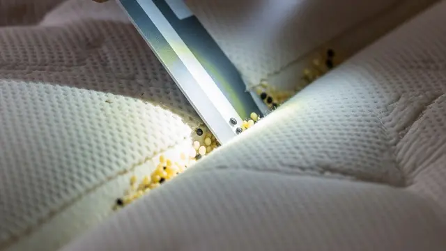 Cara Mengetahui Ada Kutu Kasur di Springbed, Lengkap dengan Tanda dan Metode Pengecekannya
