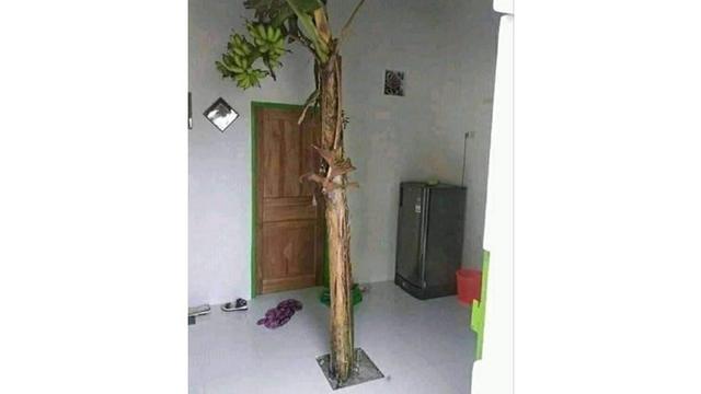 6 Potret Tanaman Tumbuh di Tempat Tak Biasa Ini Nyeleneh Banget