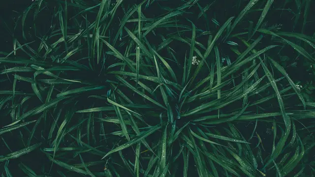 Ilustrasi Mondo Grass