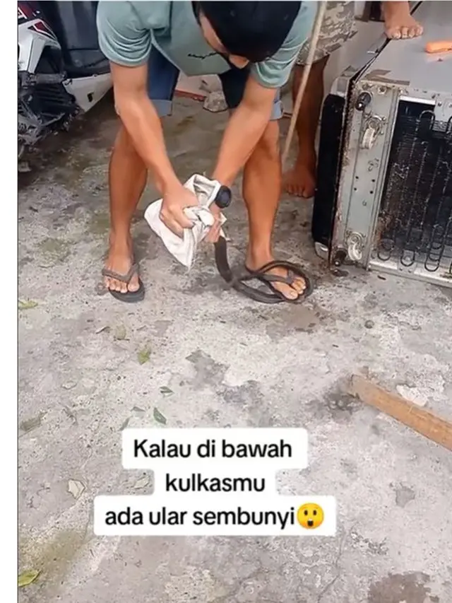 Heboh Warga Tangkap Ular Sembunyi di Bawah Kulkas, Caranya Bikin Ngeri