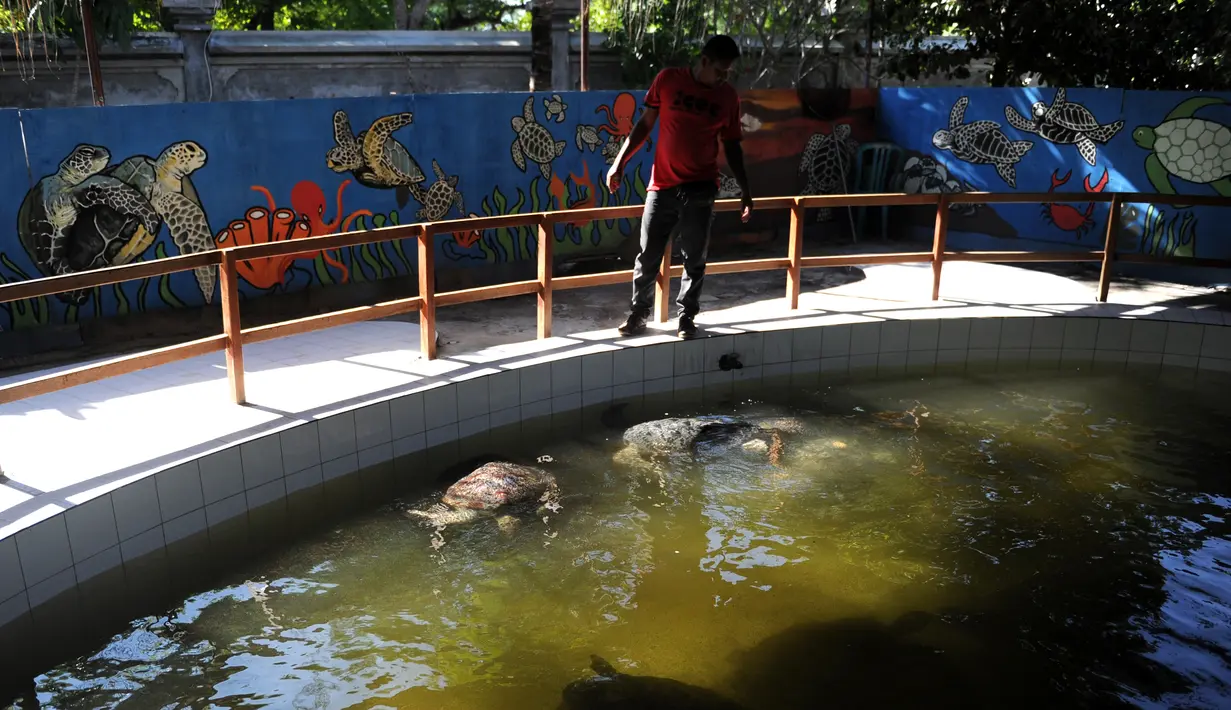 Pekerja mengecek penyu hijau di pusat konservasi Serangan, Denpasar (8/4). Pusat konservasi Serangan juga menjadi tempat penampungan penyu hasil selundupan yang digagalkan polisi. (AFP PHOTO/SONNY Tumbelaka)