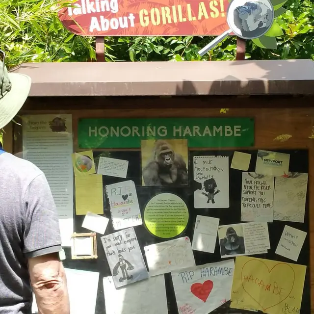 Mengenanag Gorila Harambe. (Filckr/Kyle McCarthy)