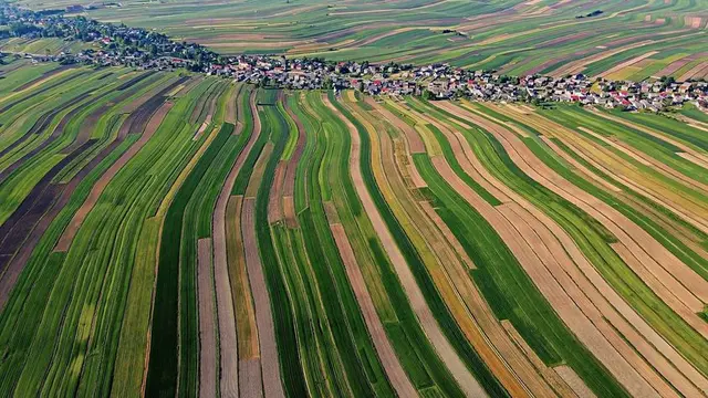 Kota Sułoszowa