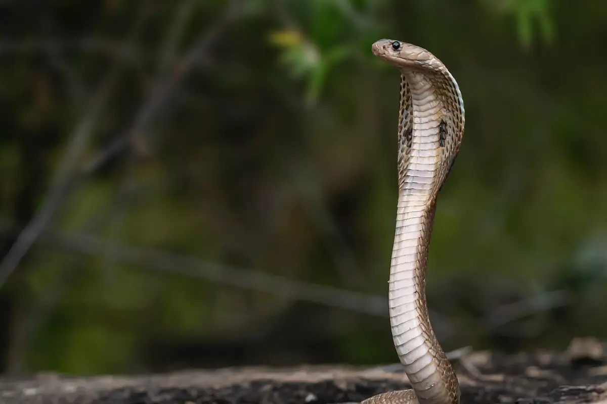 mimpi ular kobra