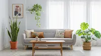 12 Tanaman Indoor Pembersih Udara untuk Ruang Tamu, Bikin Rumah Sehat dan Segar