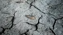 Penampakan ikan mati di tepi Danau Koroneia, Yunani, Kamis (19/9/2019). Puluhan ribu ikan yang mati di Danau Koroneia terdiri dari ikan mas, mola-mola, dan ikan air tawar lainnya. (AP Photo/Giannis Papanikos)