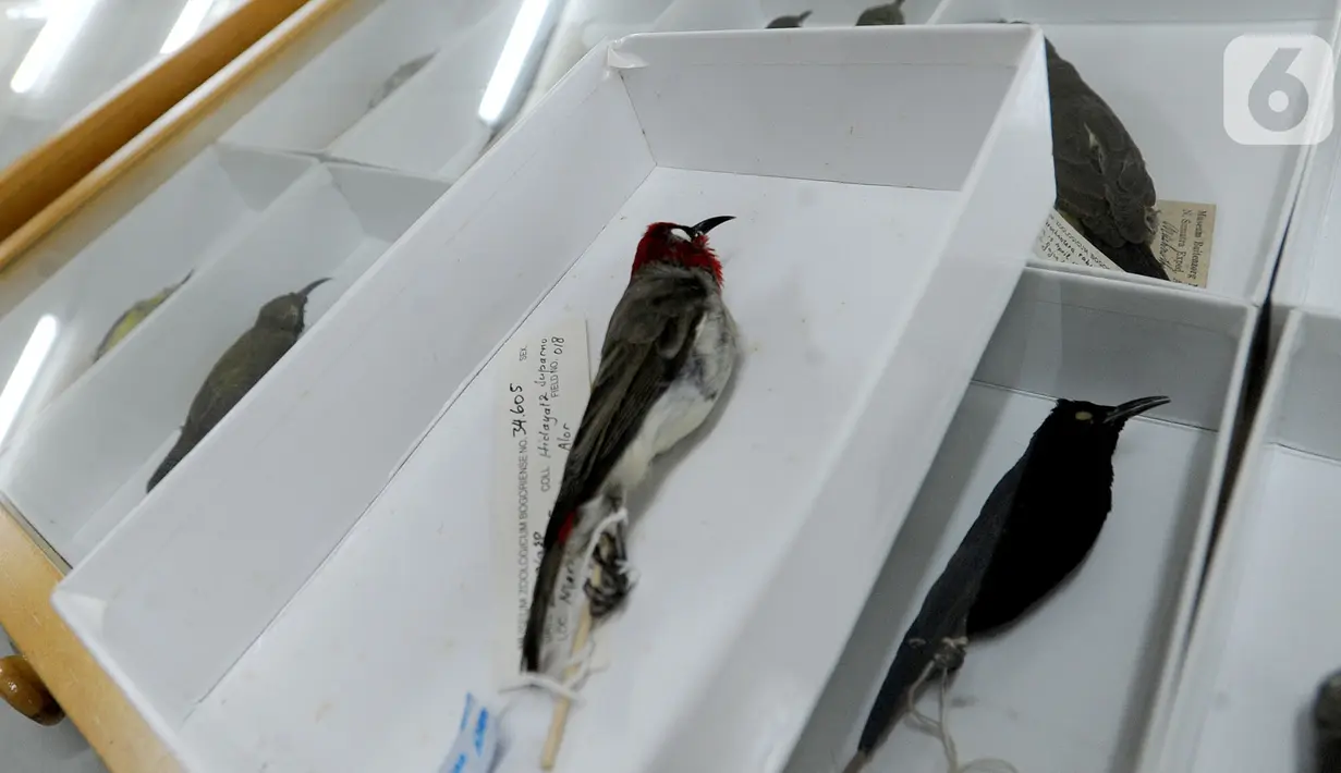 Peneliti menunjukkan burung Myzomela Prawiradilagae  di Pusat Penelitian Biologi LIPI, Bogor, Selasa (8/10/2019). Burung jenis baru Myzomela Prawiradilagae diketemukan di Pulau Alor NTT. (merdeka.com/Arie Basuki)