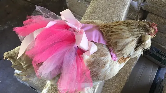 popok ayam (foto: pampered poultry)