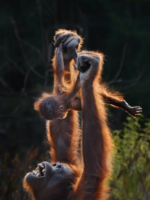 Upaya Pelestarian Satwa Liar dengan Edukasi Berbasis Kompetisi Foto