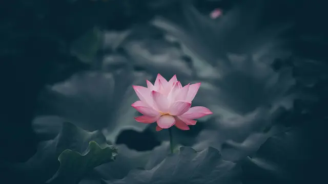 Lotus