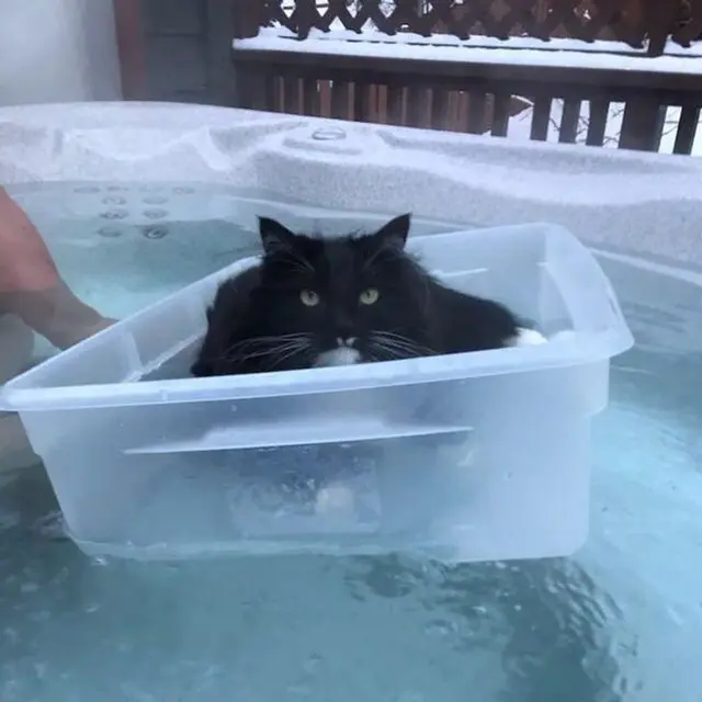 10 Gaya Nyeleneh Kucing Ini Bikin Geleng-Geleng Kepala