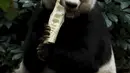 Panda bernama Jia Jia sedang memakan sebatang bambu pada acara ulang tahunnyadi Hong Kong Ocean Park, China, Selasa, (28/7/2015). Dengan usianya yang ke-37 ini, ia berumur seratus tahun umur manusia. (REUTERS/Bobby Yip)