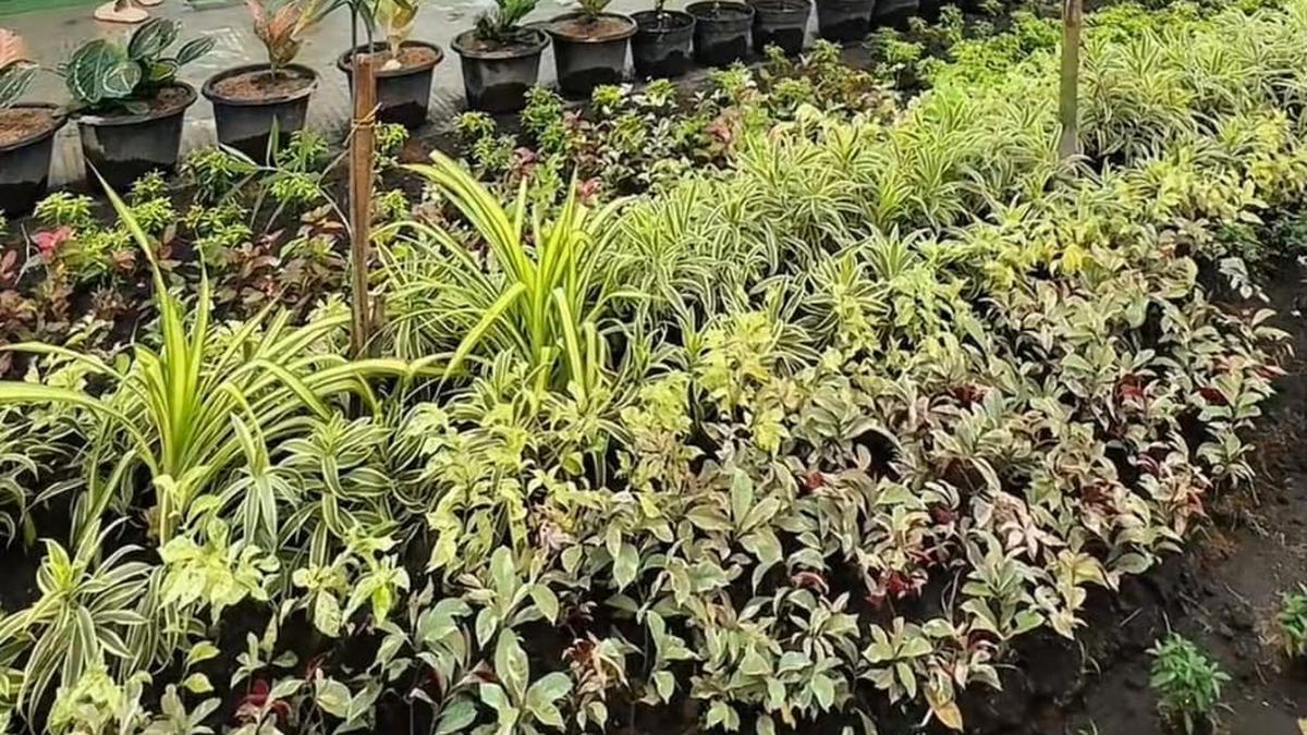 Rasa Syukur Warga Aceh Tamiang Tempati Huntara: Alhamdulilah Bisa Berteduh dengan Keluarga