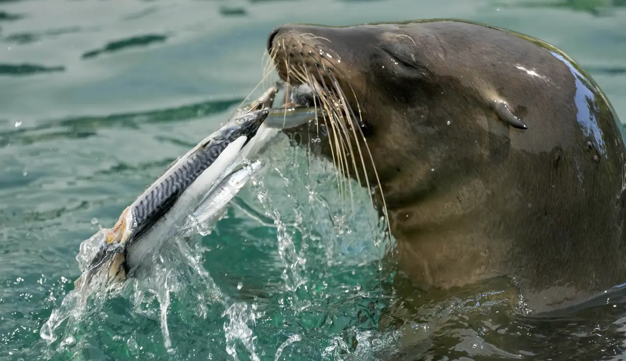 Seekor anjing laut makan dari es dengan ikan beku pada hari yang panas di Bioparco di Roma, Italia, Selasa (19/7/2022). Gelombang panas kembali menyerang sejumlah negara di Eropa, termasuk Italia dengan suhu diperkirakan akan mencapai lebih dari 40 derajat Celcius.lip (AP Photo/Andrew Medichini)