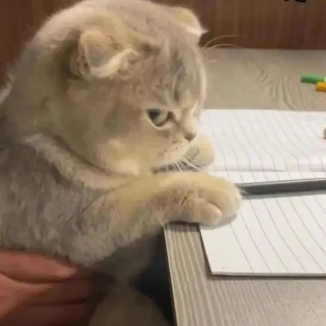 10 Potret Gemas Kucing Kalau Lagi Ngambek, Ekspresinya Malah Makin Imut