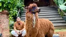 Sama seperti perlakuannya kepada hewan peliharaannya yang lain, Irfan juga sudah menyiapkan tempat khusus untuk Alpaca barunya itu. Ia kerap mengajak Poka untuk bermain di area kebun binatang mini rumahnya. Pembawa acara D'Academy ini juga sudah tampak begitu dekat dengan Poka meski baru dipelihara. (Liputan6.com/IG/@irfanhakim75)