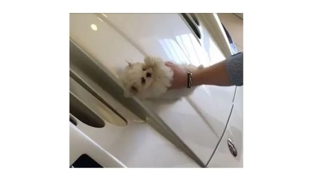 Anak Anjing Jadi Lap Mobil
