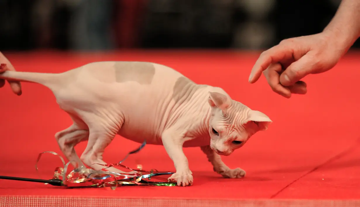 Seekor kucing Sphynx menujukkan aksinya saat mengikuti kompetisi kecantikan kucing internasional di Bucharest, Rumania (14/4). Kucing Sphynx yang khas dengan tubuhnya yang tidak memiliki bulu ini ikut memeriahkan kompetisi. (AP/Vadim Ghirda)