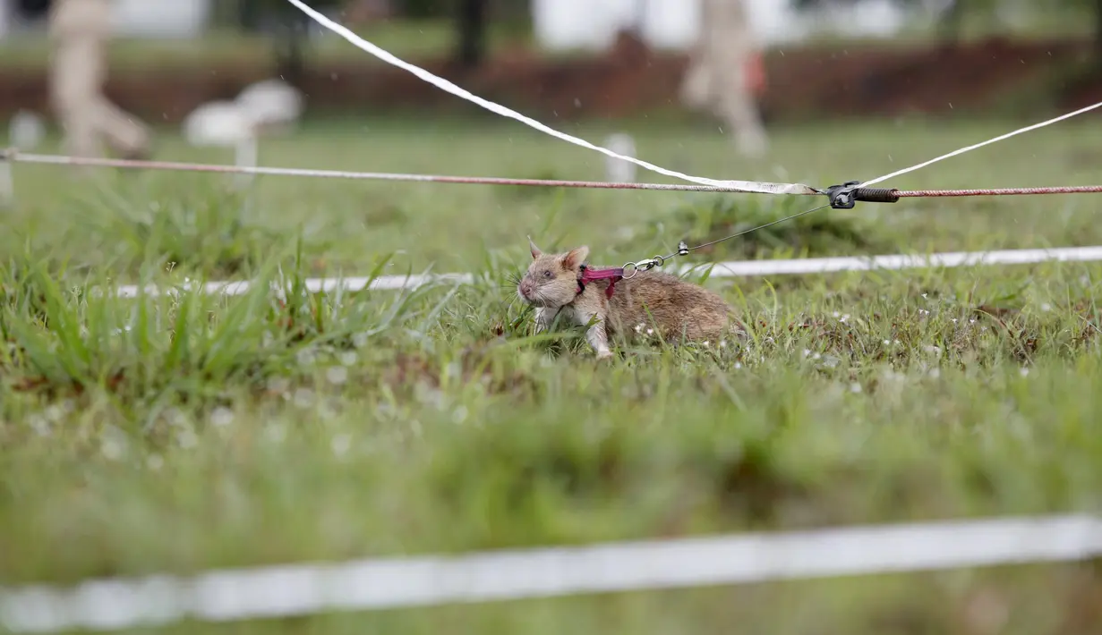 Seekor tikus saat berlatih mendeteksi keberadaan ranjau di Siem Reap, Kamboja (13/7/2015). Tanah di Kamboja tercatat masih penuh dengan ranjau sisa perang sipil, Khmer Rough "Killing Fields" pada 1970. (REUTERS/Samrang Pring)