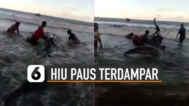Beredar video seekor hiu paus terdampar di Pantai Bayem, Tulungagung, Jawa Timur.