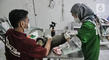 Dokter hewan melakukan sterilisasi kucing peliharaan di Radhiyan Pet and Care, Rawamangun, Jakarta Timur, Senin (20/6/2022). Dinas KPKP DKI Jakarta dan klinik hewan dan komunitas pecinta kucing menggelar pemeriksaan hewan peliharaan seperti vaksin rabies dan sterilisasi secara gratis menyambut HUT ke-495 Jakarta. (merdeka.com/Iqbal S. Nugroho)
