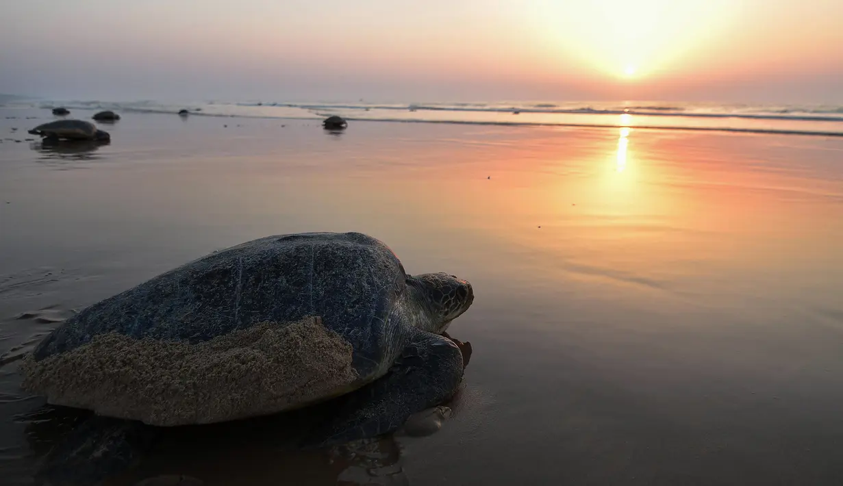 Penyu Olive Ridley kembali ke laut setelah bertelur di Pantai Rushikulya, 140 kilometer di sebelah barat daya Bhubaneswar, negara bagian Odisha, India, Jumat (23/2). Penyu Olive Ridley diklasifikasikan sebagai hewan yang rentan punah. (ASIT KUMAR/AFP)