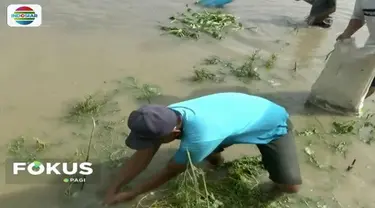 Warga beramai-ramai mengambil ikan mabuk di Sungai Bengawan Solo dengan peralatan seadanya.