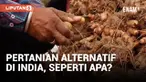 Gelombang migrasi balik dari kota ke desa terjadi di India setelah pandemi Covid dengan banyak warga memulai usaha pertanian alternatif di pedesaan. Usaha pertanian seperti ini membawa harapan untuk menciptakan lapangan kerja dan menghidupkan kembali...