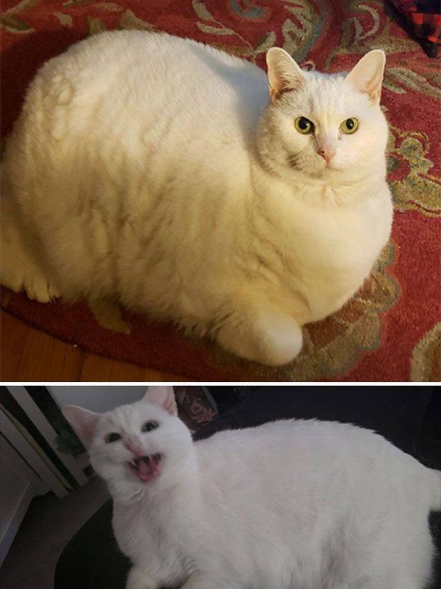 9 Meme Kocak Potret Kucing Obesitas Ini Malah Bikin Gemas