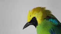 15 Tips Burung Cucak Ijo Agar Cepat Gacor dan Siap Kontes, Rahasia Perawatan &amp; Pemasteran Efektif