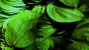Sifat anti-septik dan anti-bakteri dalam daun sirih bisa digunakan untuk mengatasi jerawat. Untuk mengobati jerawat di wajah, dada, atau punggung, kamu bisa memanfaatkan air rebusan sirih untuk membilas bagian kulit yang berjerawat. (Istimewa)