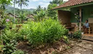 7 Cara Menanam Kapulaga di Pekarangan agar Tumbuh Rimbun dan Rajin Berbuah