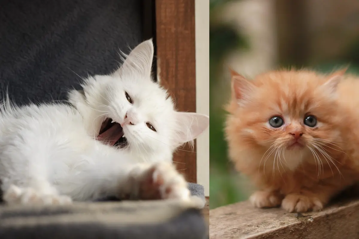 Kucing angora dan persia