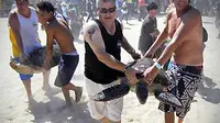  32 Penyu Hijau Hasil Selundupan Dilepaskan di Pantai Sindu