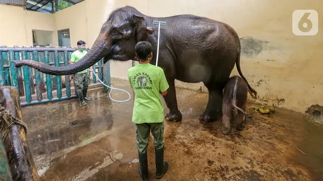Melihat Perawatan Induk dan Bayi Gajah Covid Selama Pandemi di  Taman Safari Indonesia.